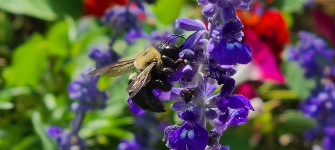 bumblebee Niagara, ON