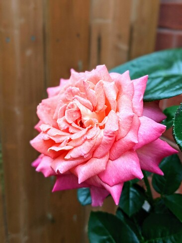 #Rose #Blossom Oakville, ON
