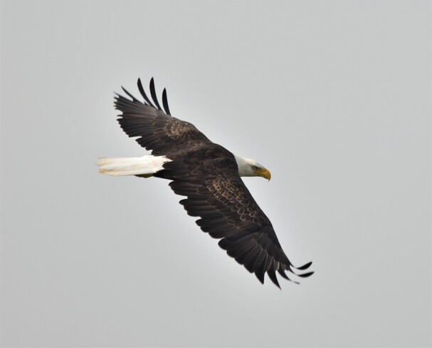 bald eagle sighting Tilbury, ON