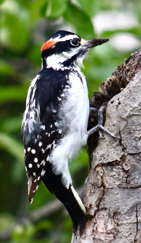 Downy Woodpecker Etobicoke, Ontario, CA