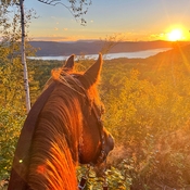 Coucher de soleil sur le Fjord à dos de cheval