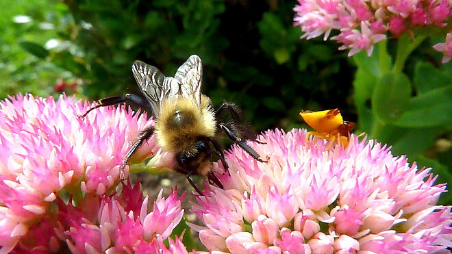 Just Chillin' with the Bumblebees Toronto, ON