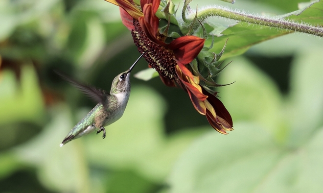 Last of Sunflowers and hummingbirds this season Novar, Ontario, CA
