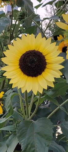 stunning sunflower Etobicoke, ON
