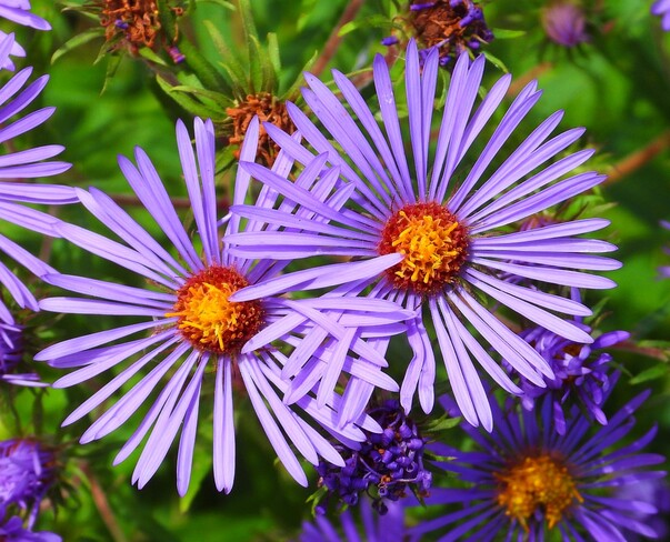 Wild Asters Cornwall, ON