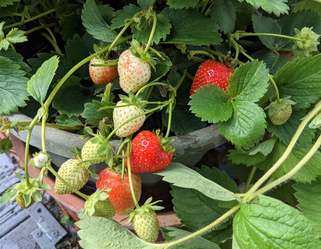 September strawberries! Vancouver, BC