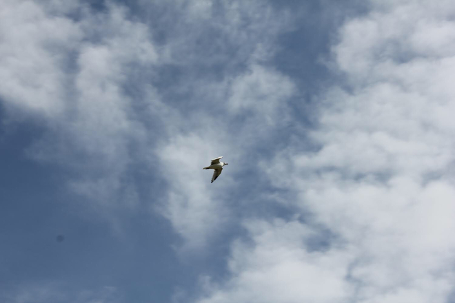 Seagull flying! Red Deer, Alberta, CA