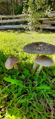 mushrooms Geary, NB