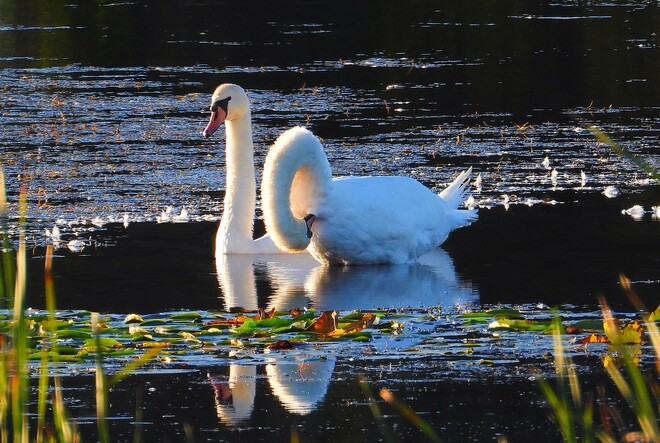 Mute Swans in Ingleside Ontario Ingleside, ON