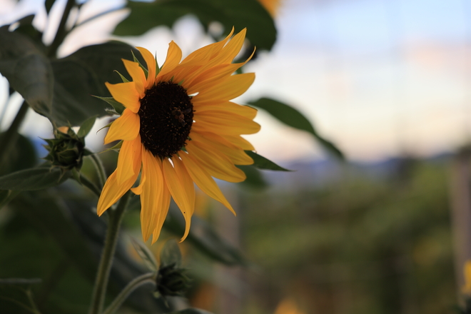 Sunflower Kelowna, British Columbia, CA