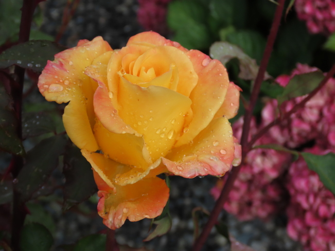 Raindrops On Roses!!! Nanaimo