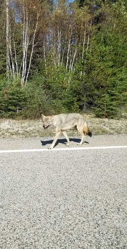 Coyote Chapleau, ON