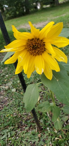 sunflower Glenboro-South Cypress, MB