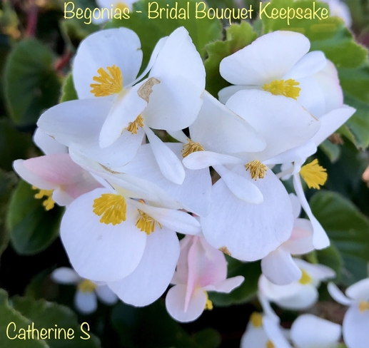 White Begonias-Bridal Bouquet Keepsake:) Toronto, Ontario, CA