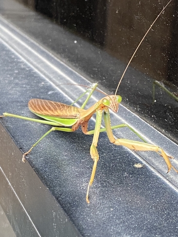 Praying Mantis Windsor, Ontario, CA