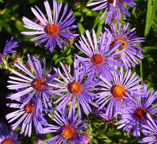 Wild Asters Cornwall, ON