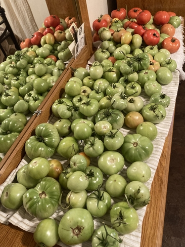 Wow récolte de tomates en abondance Trois-Pistoles, Québec, CA