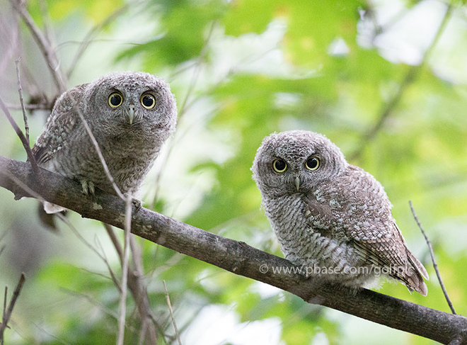 Curious baby owls Ottawa, ON