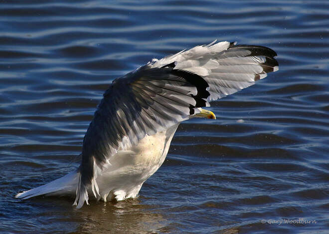 2021-09-15 - Herring Gull, with a big stretch, in Esquimalt Lagoon Esquimalt Lagoon, Colwood, BC