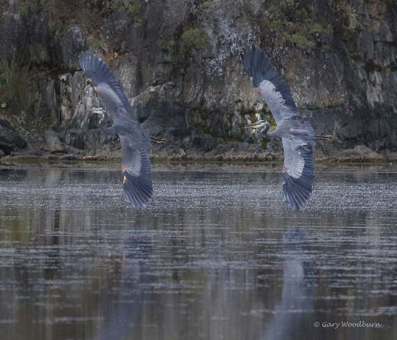 2021-09-21 - Great Blue Herons fighting for a fishing spot in Esquimalt Lagoon Esquimalt Lagoon, Colwood, BC