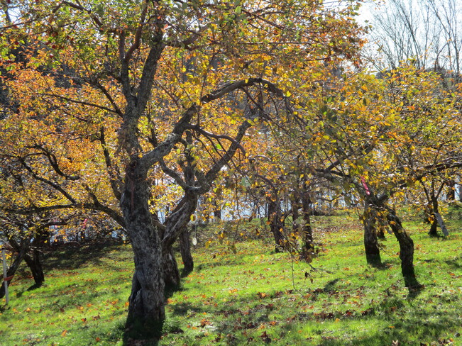 arbres d:or Saint-Damien-de-Buckland, QC