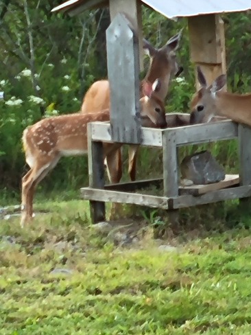 Deer feeding time Clarendon Station, ON