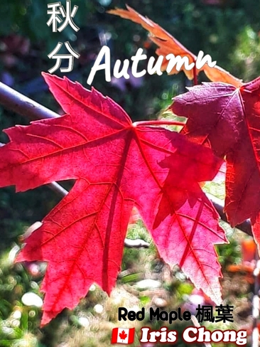 Sept 23 2021 Welcome Autumn!:) The beauty of Fall in Thornhill Thornhill, ON