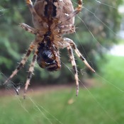 une araignée qui prépare son repas pour ce soir