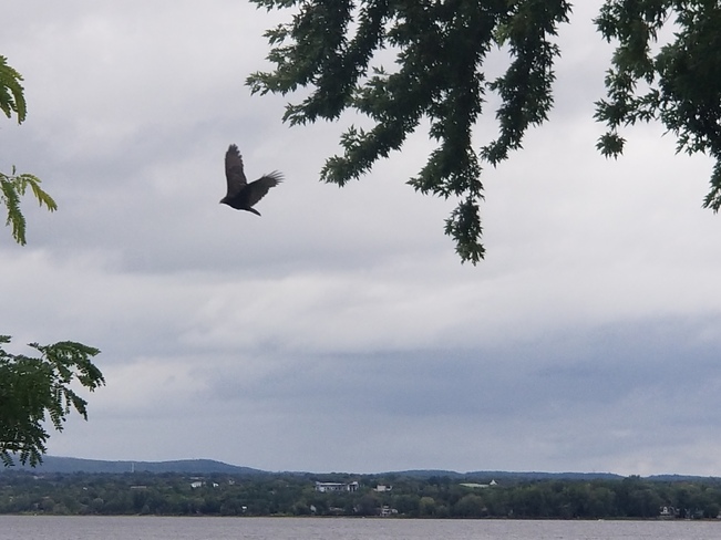A big hawk circling my bird feeder...! Ottawa, ON