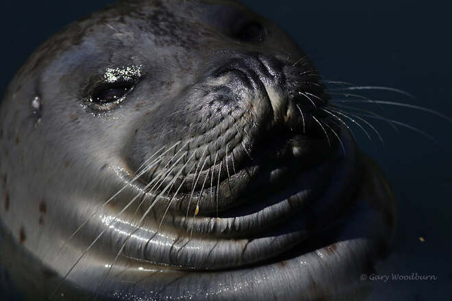 2021-09-24 - Afternoon smile from a seal in Pedder Bay Marina Pedder Bay RV Resort & Marina, Victoria, BC