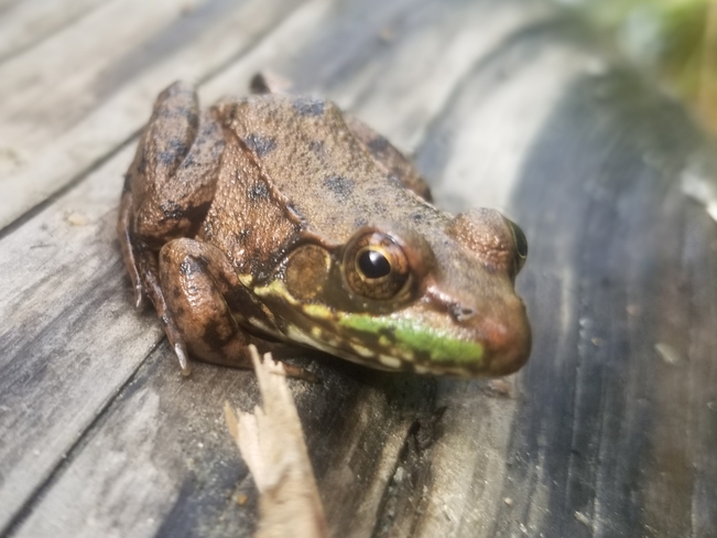 frog Halfway Lake Provincial Park, ON