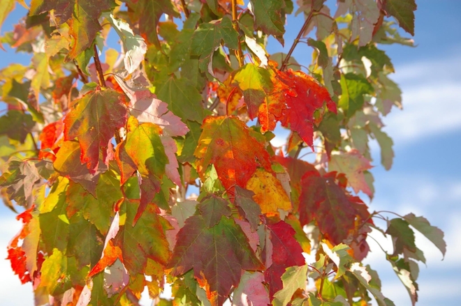 Fall colors Lacombe, Alberta, CA
