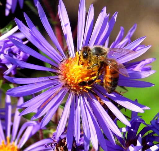 Honey bee on Wild Asters Cornwall, ON