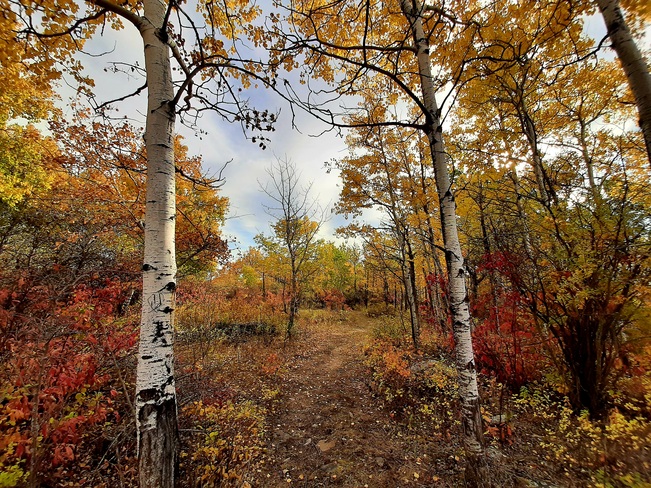 Beautiful Fall Redberry Lake Regional Park, SK