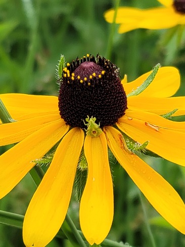 Flower Bug Innisfil, ON