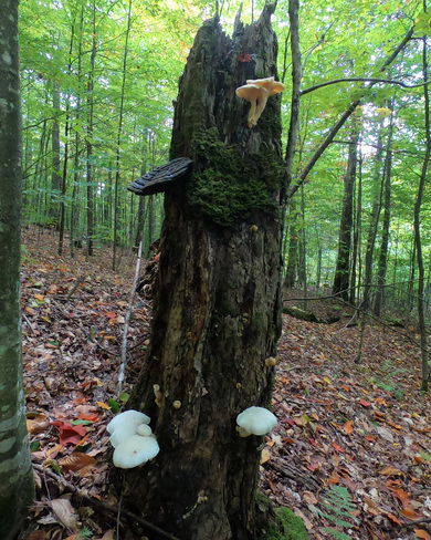 Un arbre avec différents types de champignons Lac-du-Cerf, QC