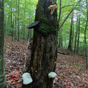 Un arbre avec différents types de champignons