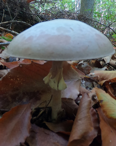 Diversité de champignons Lac-du-Cerf, QC