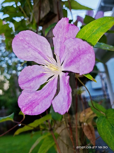 flower Surrey, BC