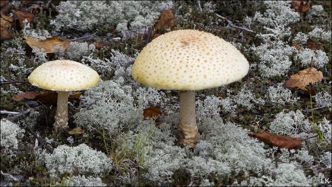 Mushrooms, Elliot Lake. Elliot Lake, ON