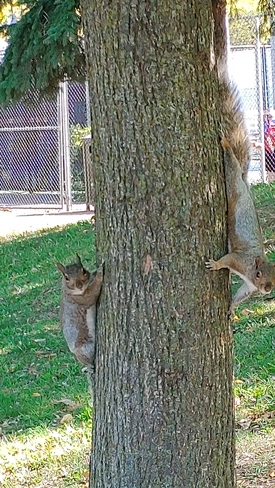 Écureuils au Parc Jarry Montréal, QC