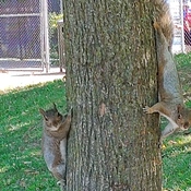 Écureuils au Parc Jarry