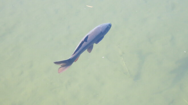 Fish Kelowna, BC