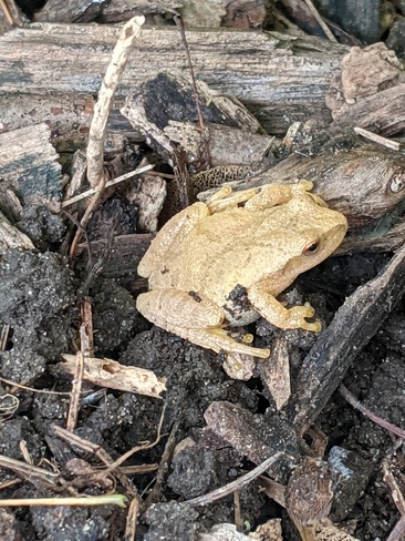 Very little frog. Or is it a toad? Harley, ON