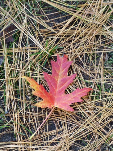 Maple Leaf Forever Alliston, Beeton, New Tecumseth, ON