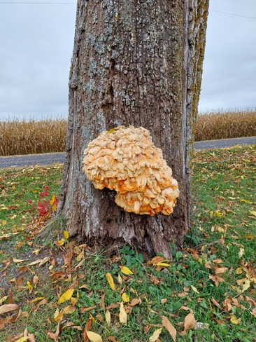 Fungus Martintown, ON