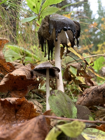 Mushrooms hunting in October Kenora, Ontario, CA