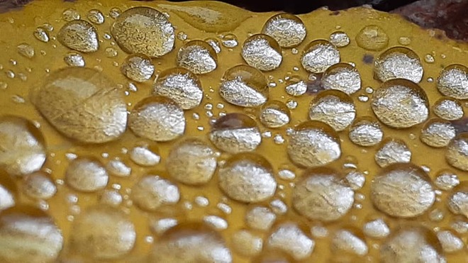 The beauty of raindrops sitting on a autumn leaf..looks like it's frozen in time Triton, Newfoundland and Labrador