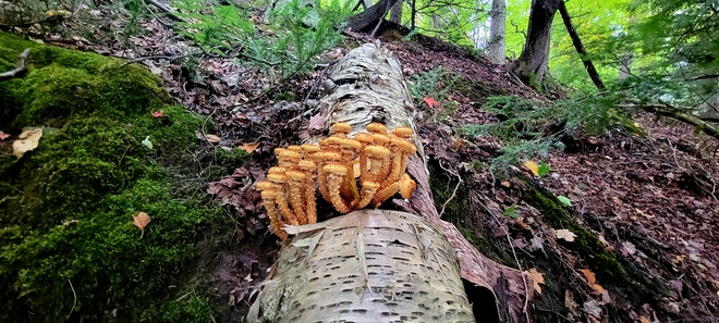 mushrooms Brampton, ON