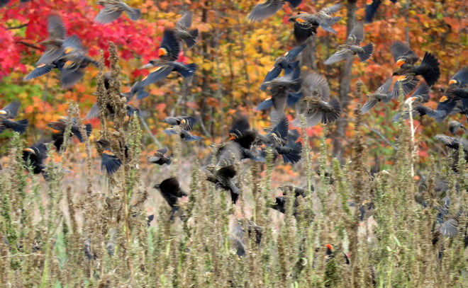 Flock of red-winged blackbirds Ottawa, ON
